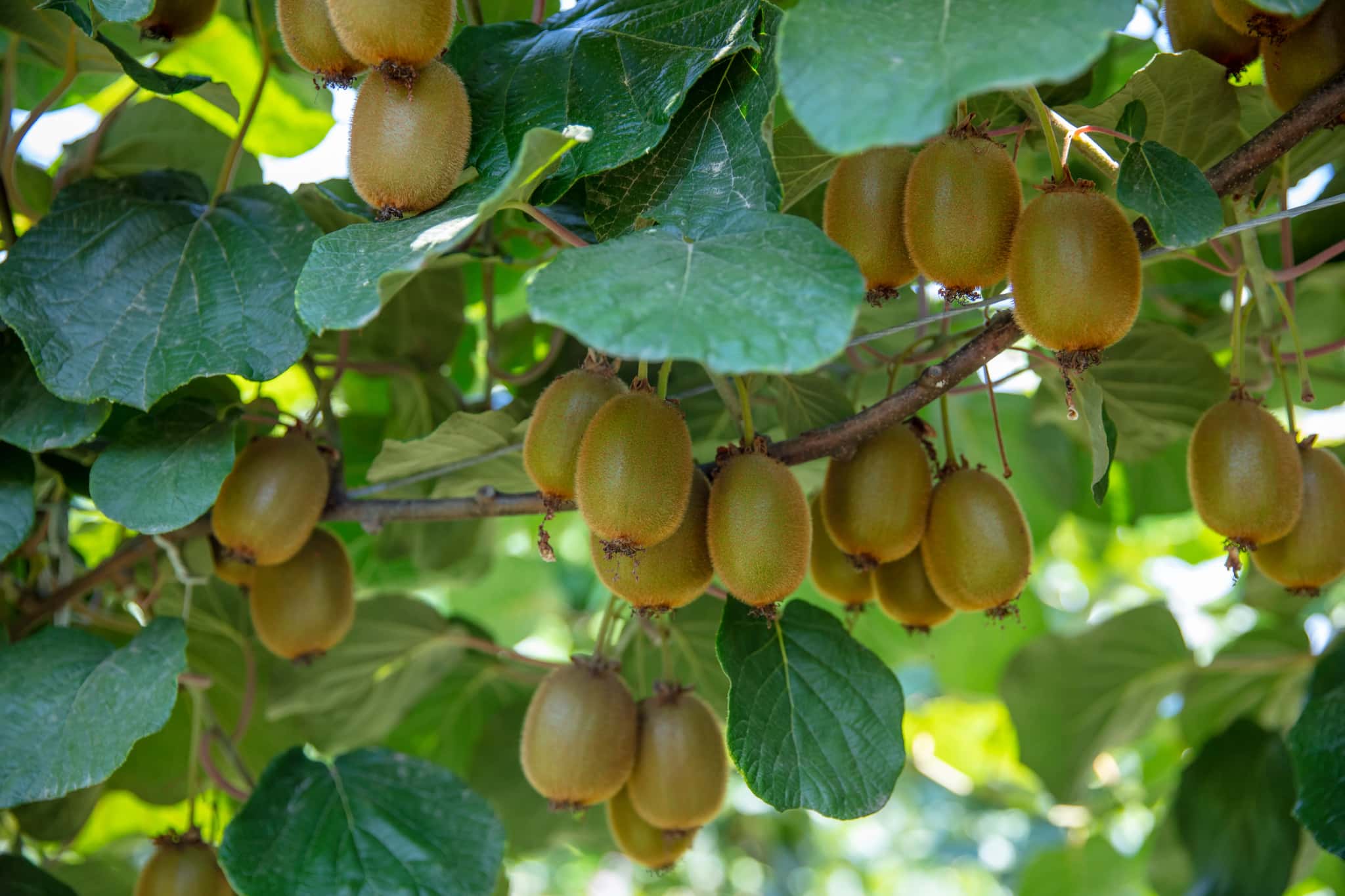 Water Permits for Kiwifruit Orchards project